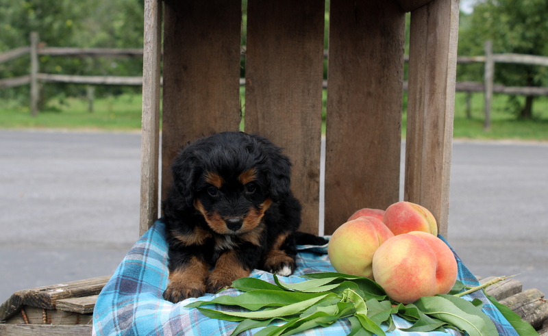 puppy, for, sale, Mini Bernedoodle F2, Matthew B. Stoltzfus, dog, breeder, Gap, PA, dog-breeder, puppy-for-sale, forsale, nearby, find, puppyfind, locator, puppylocator, aca